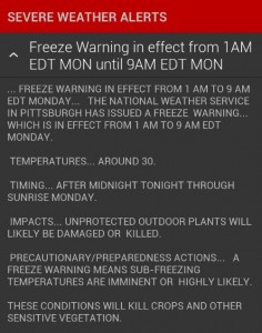 wpid Screenshot 2013 05 12 18 01 24 1 236x300 Everybody Freeze: Protecting Your Plants with a Sand Bucket