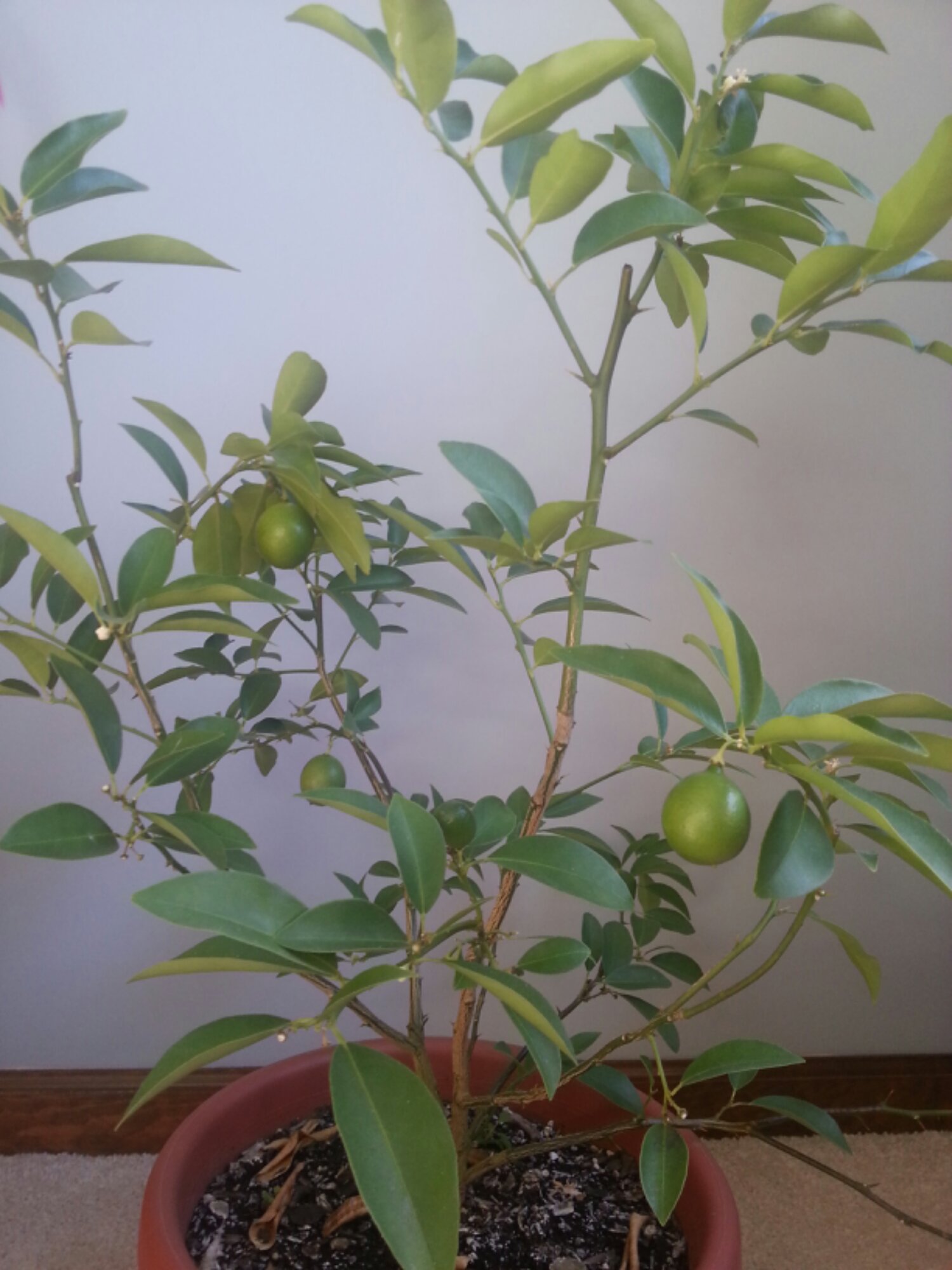 Indoor Limequat/Key Lime Tree The Sugar Pixie